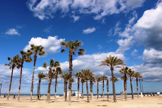 Palmeras Paseo de la Malvarrosa de Valencia
