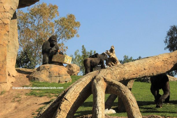 10-aniversario-bioparc-gorilas-regalo-copyright www.destinationvalenciavlc.com