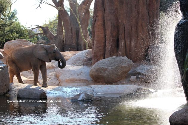 elefante-sabana-africana-bioparc-valencia-copyright www.destinationvalenciavlc.com