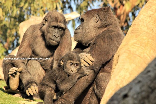 familia-gorilas-bioparc-valencia-copyright www.destinationvalenciavlc.com